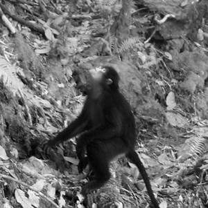 Snub-nosed monkey camera trap shot.: Photograph courtesy of Fauna &amp; Flora International, BANCA and PRCF